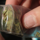 Illustration for article titled Last Call: The story of the term “420,” from the dudes who say they invented it